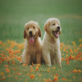 Waarom slapen honden zoveel overdag en wat betekent dit?