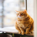 Wat betekent ‘de kat uit de boom kijken’ en waar komt het vandaan?