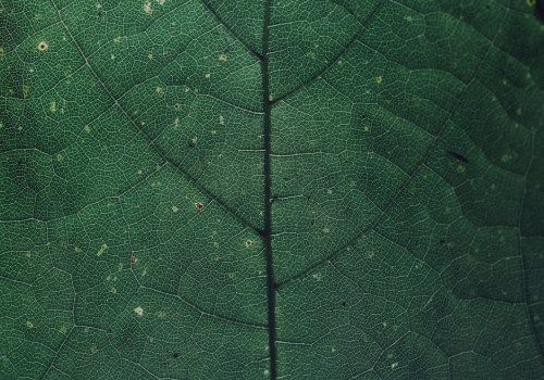 Hoe werkt fotosynthese bij planten en waarom is het zo belangrijk?