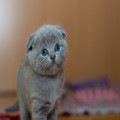 Waarom heeft mijn kat ineens geen eetlust meer?