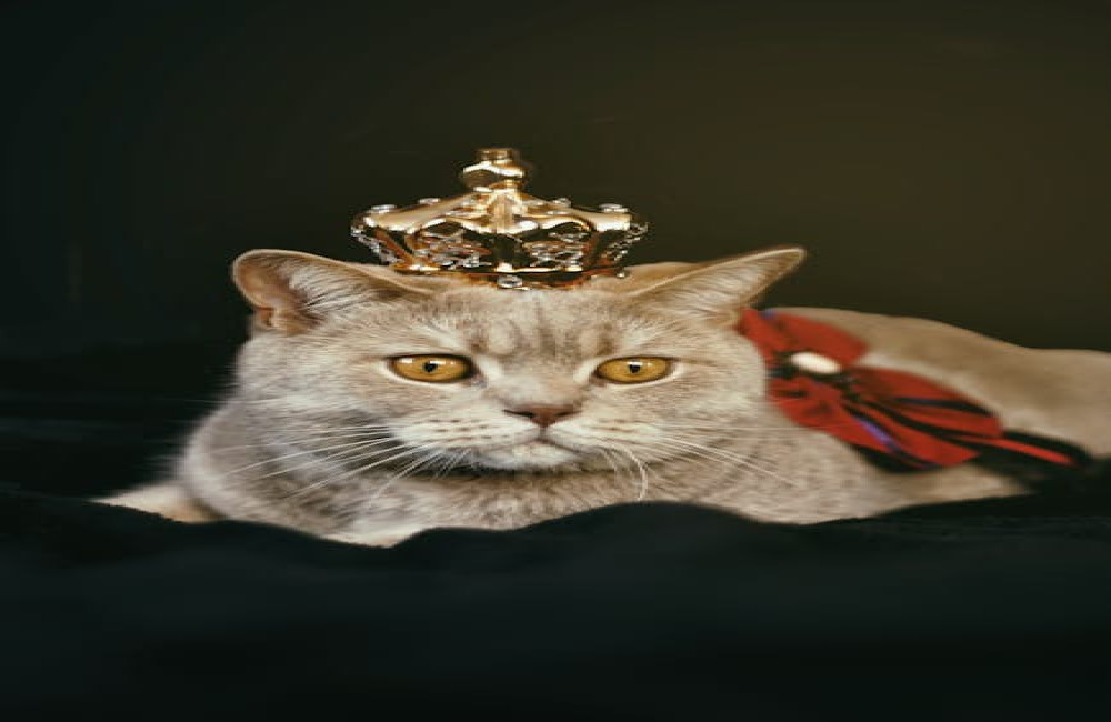 Waarom plassen katten buiten de kattenbak en wat kun je eraan doen?