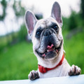 Waarom slaapt mijn hond de hele dag en moet ik me zorgen maken?