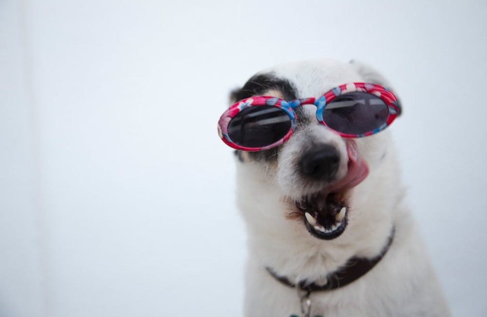 Hondenspeelgoed is een echte aanrader voor het geluk van jouw hond