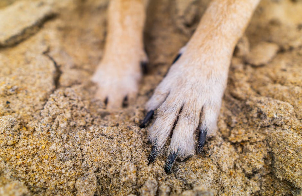 Waar moet je op letten bij het nagel knippen van een hond?