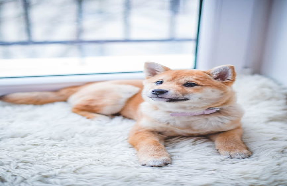 Waarom reageert mijn hond agressief op andere honden tijdens het uitlaten?
