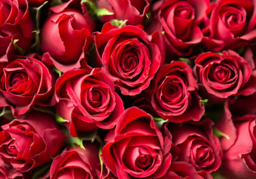 Welke bloemen zijn het populairste tijdens uitvaarten?