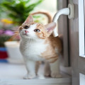 Waarom hebben katten een hekel aan water?