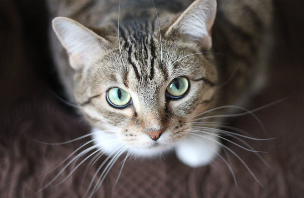 Waarom slapen katten zoveel per dag?