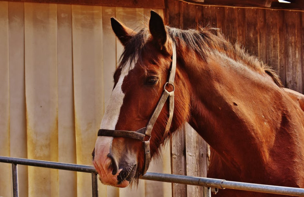 Wat komt er allemaal kijken bij het houden van een paard?