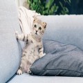 Waarom loopt mijn kat constant achter me aan?
