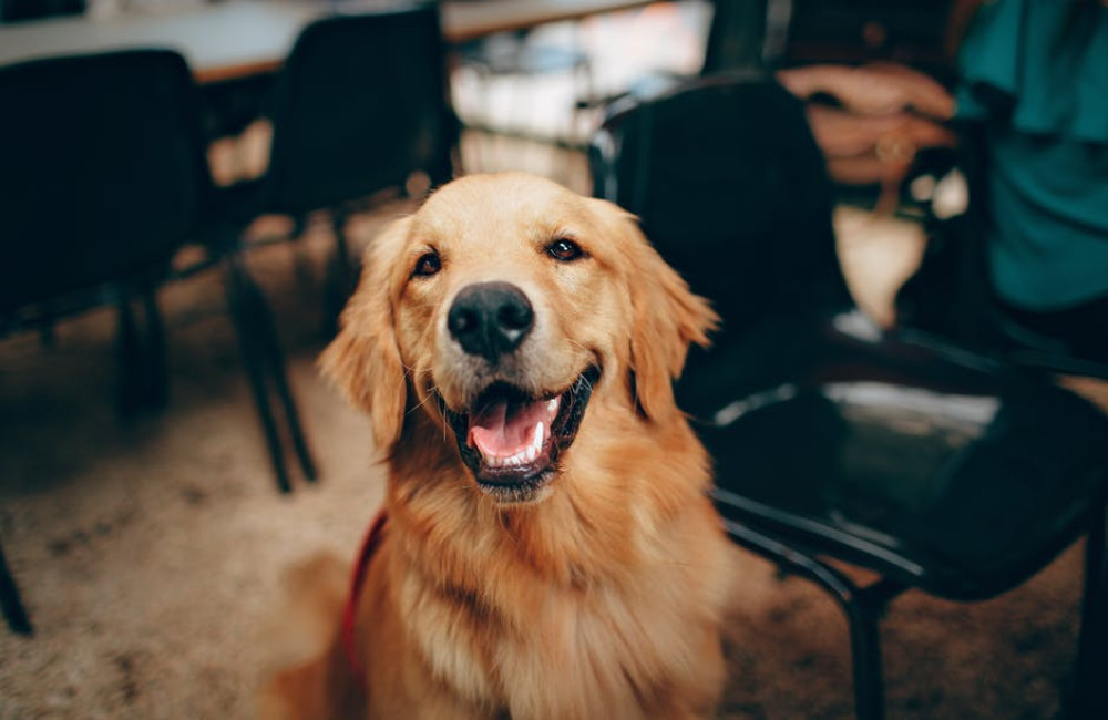 Reisproducten voor uw hond