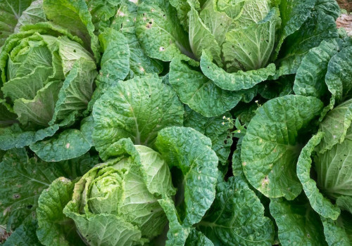 Gezond eten, wat is het en waarom is het belangrijk?