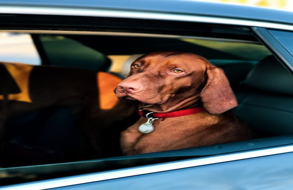 Hond Meenemen In De Auto