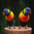 Waarom vliegen vogels in een V-formatie en wat levert dit op?