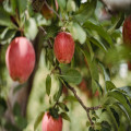 Waarom zeggen we ‘de appel valt niet ver van de boom’? Betekenis en herkomst