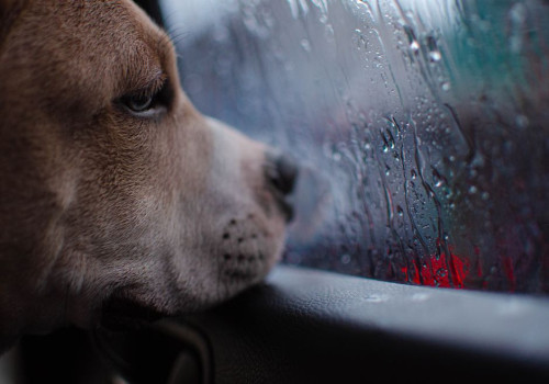 Hoe snel wordt een auto in de zon te heet voor een hond bij 25 graden buiten