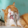 Wat betekent het spreekwoord 'de kat uit de boom kijken'?