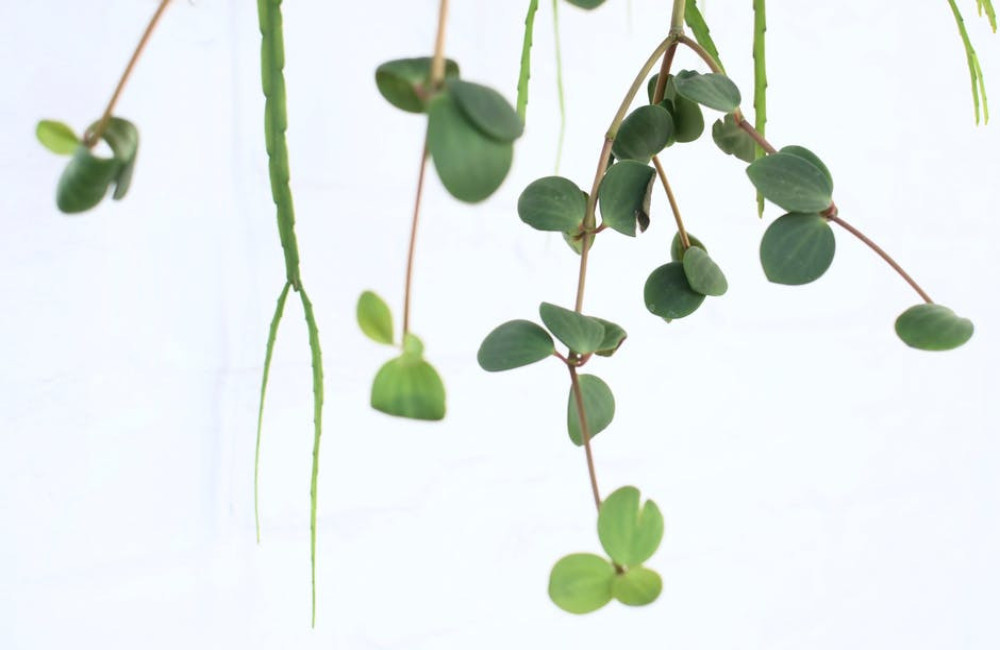 Met een Peperomia heb je een prachtige kamerplant