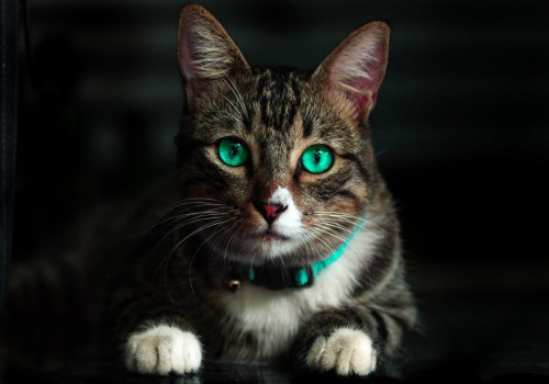 Het gedrag van katten ontcijferd