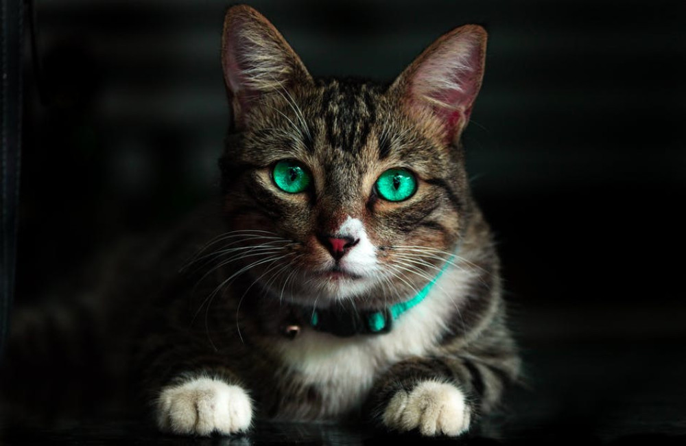 Het gedrag van katten ontcijferd