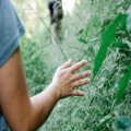 12 leuke tips voor een vakantie in Suriname!