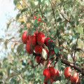 Betekenis: De appel valt niet ver van de boom
