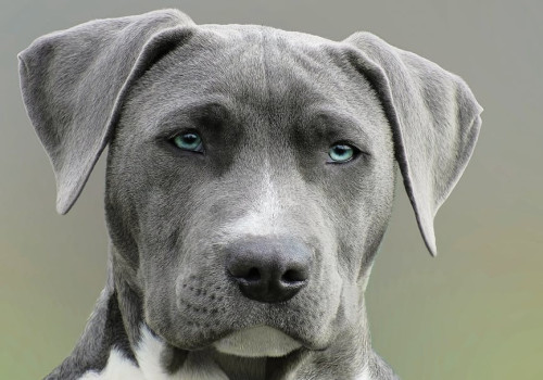 Waarom piept je hond als je hem oppakt en wat kun je eraan doen?