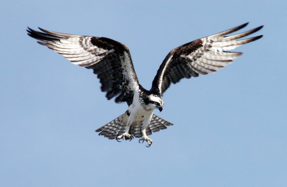 Waarom hebben vogels geen tanden en hoe kauwen ze hun voedsel?
