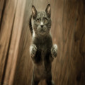 Waarom zegt een kat miauw? De betekenis van kattengeluiden uitgelegd