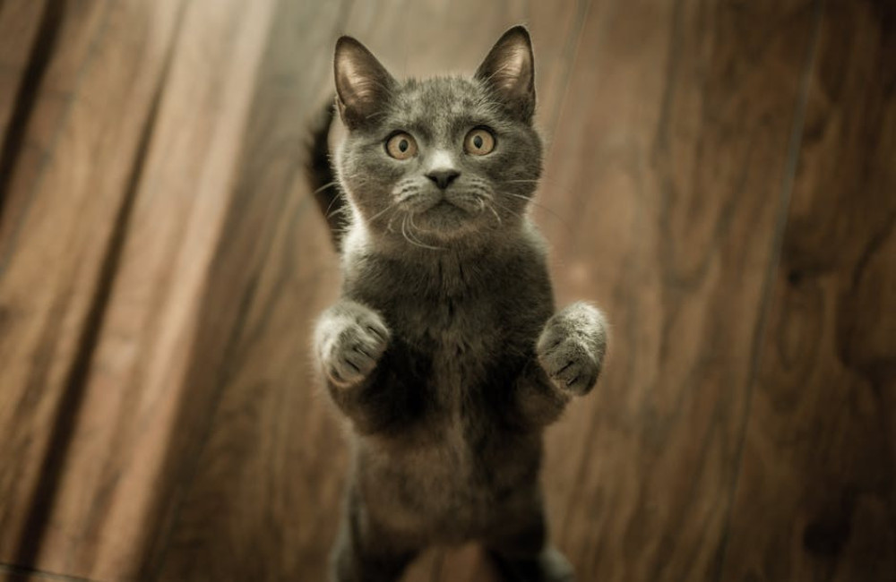 Waarom zegt een kat miauw? De betekenis van kattengeluiden uitgelegd