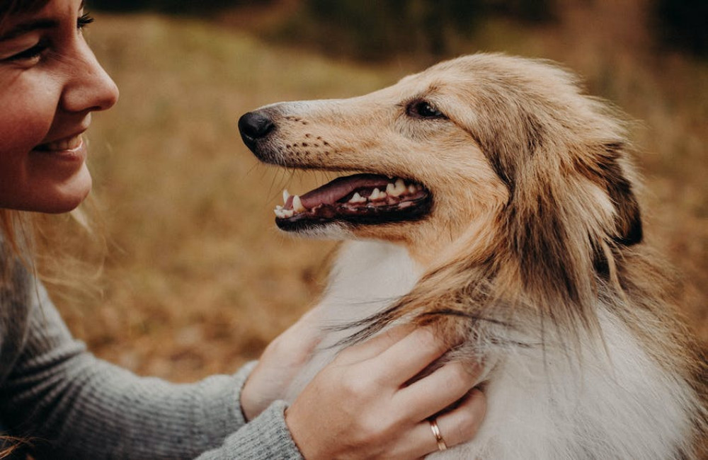 Hoe oud wordt een Schotse Collie?
