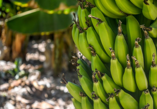 Waarom zijn bananen krom? De verrassende uitleg achter de vorm van deze populaire vrucht