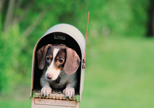 De bench, onmisbaar voor je hond?