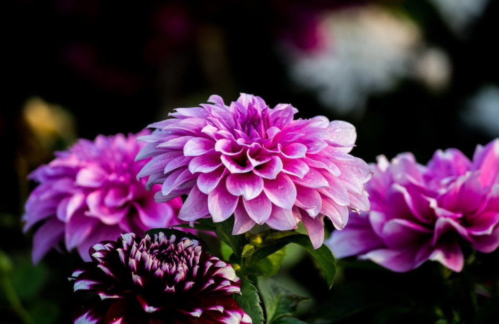 Dit zijn de 3 mooiste bloemknollen voor een prachtige zomertuin