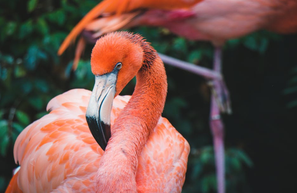 Waarom zijn flamingo's roze? De verrassende waarheid achter hun kleur